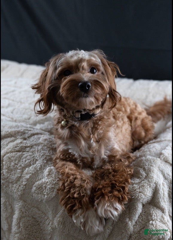 Maltipoo dogs  Brownie - Ad 2