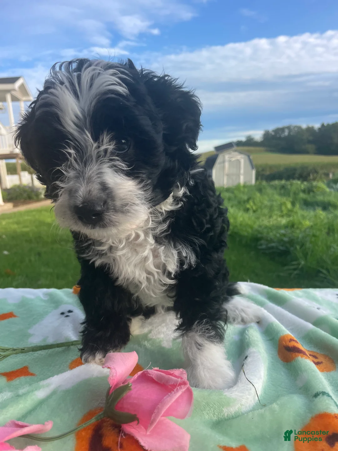 Miniature Poodle dogs for sale: Oreo - Ad 4