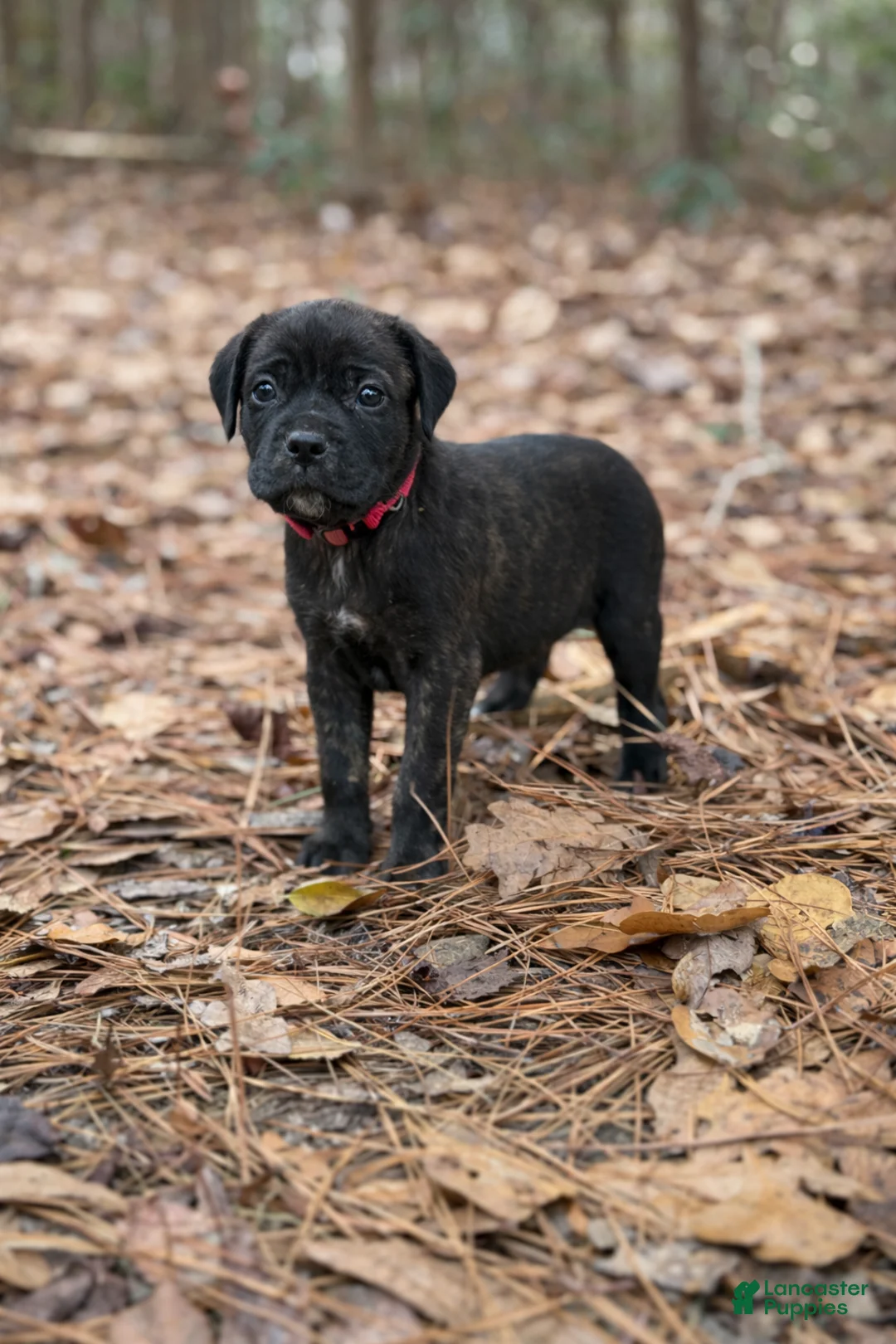Cane Corso dogs for sale: Artemis - Ad 1