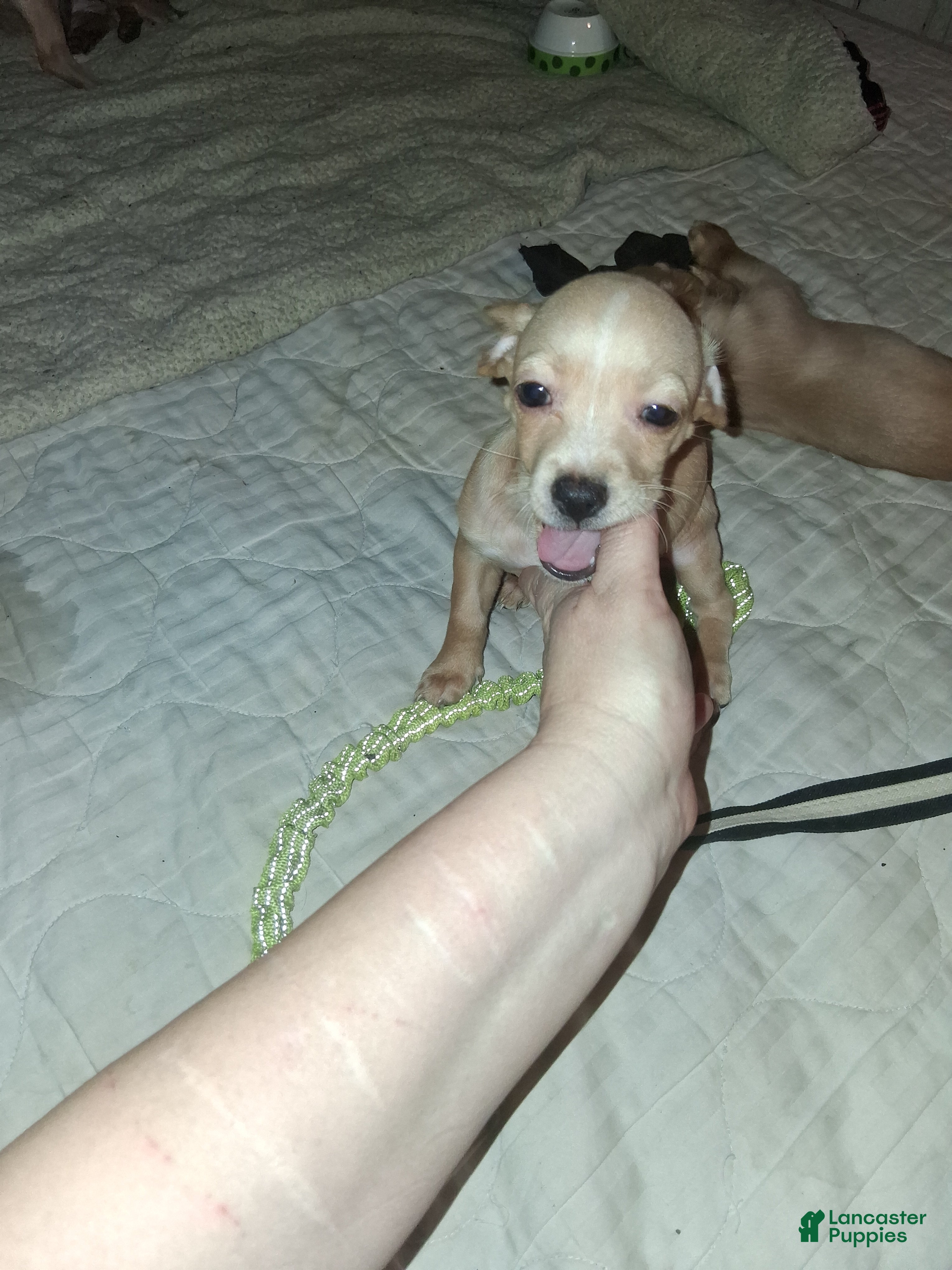 Mixed Breed dogs Mixed Breed 3 - Ad 15