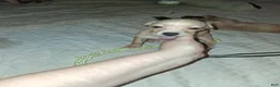 Mixed Breed dogs for sale: Mixed Breed 3 - Ad 1