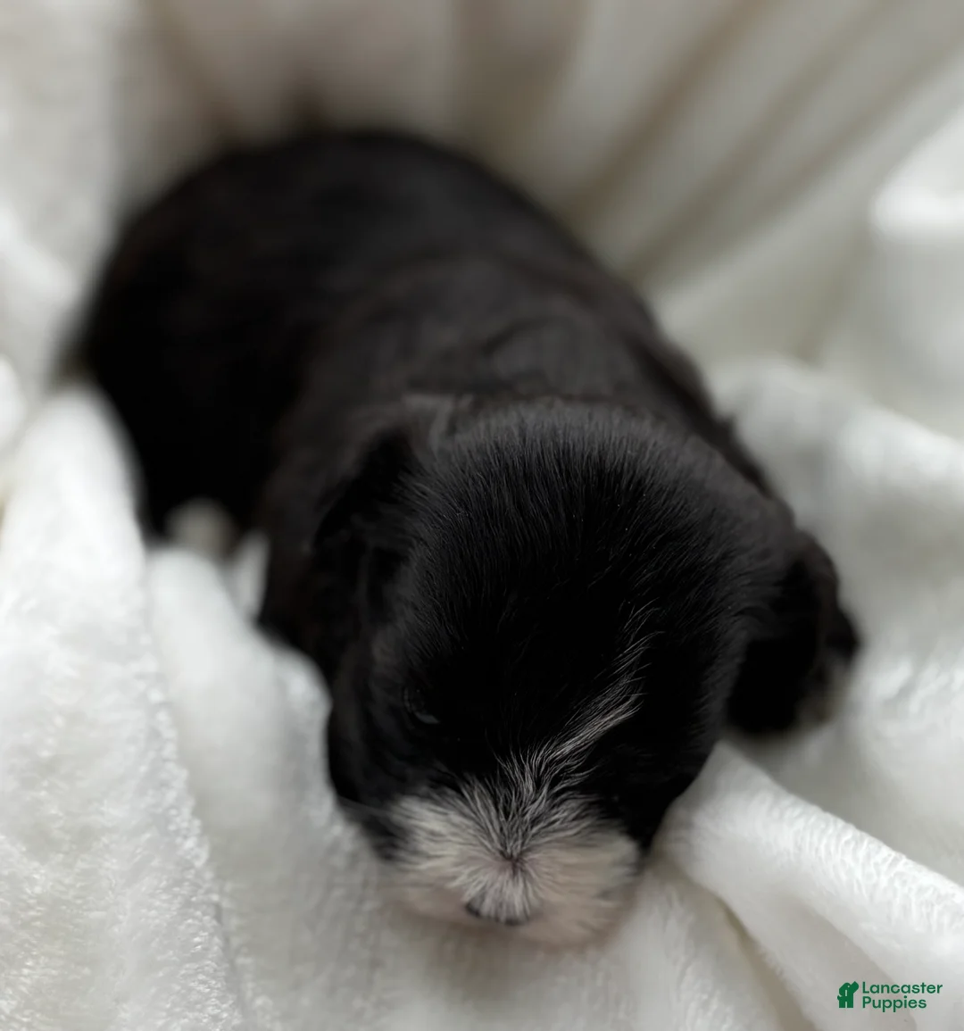 Morkie dogs for sale: Dixie - Ad 9