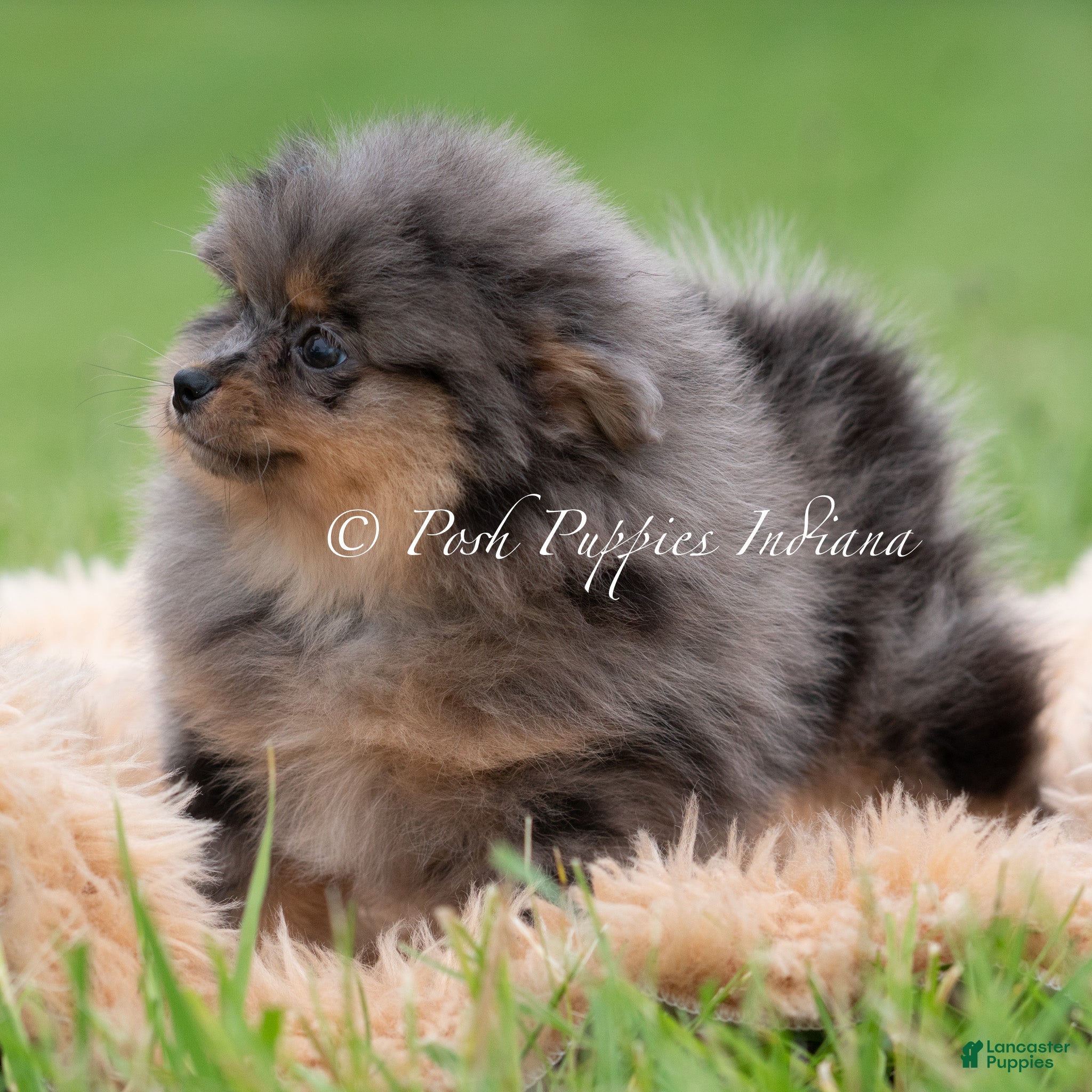 Pomeranian dogs for sale: Diego AKC - Ad 4