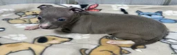 Italian Greyhound dogs for sale: Bandit - Ad 1