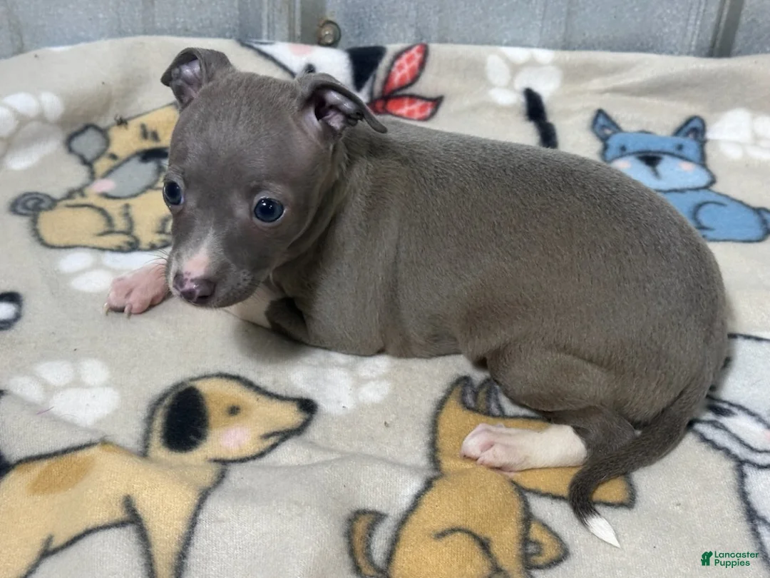 Italian Greyhound dogs for sale: Bandit - Ad 1