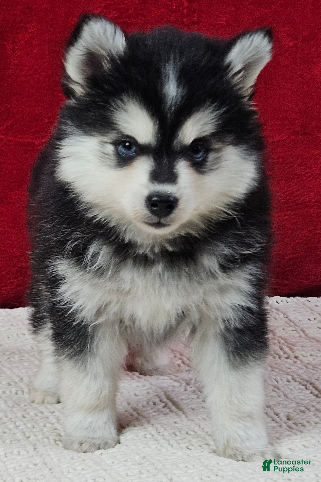 Pomsky dogs for sale: Kona - Ad 3