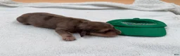 Miniature Dachshund dogs for sale: Uk Cream Dapple - Ad 3