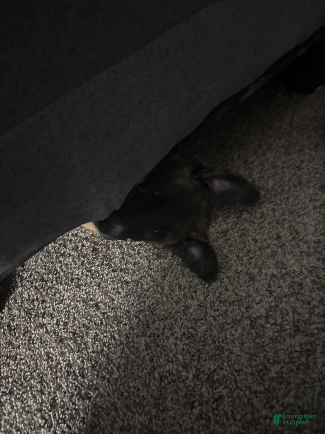 Mixed Breed dogs for sale: Duchess  - Ad 2