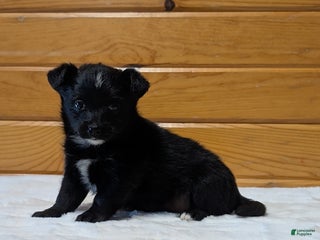 Mixed Breed dogs Stella - Ad 6