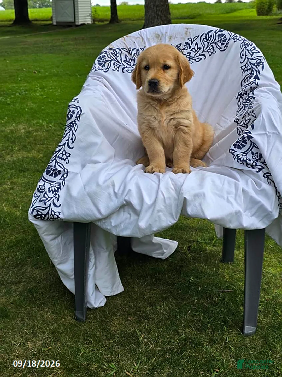 Golden Retriever dogs for sale: Keith - Ad 7