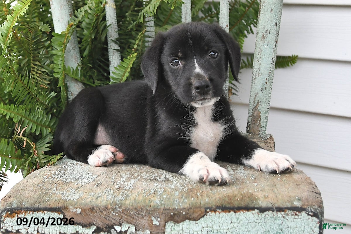 Beagle dogs Ronnie - Ad 1