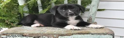 Beagle dogs for sale: Ronnie - Ad 1