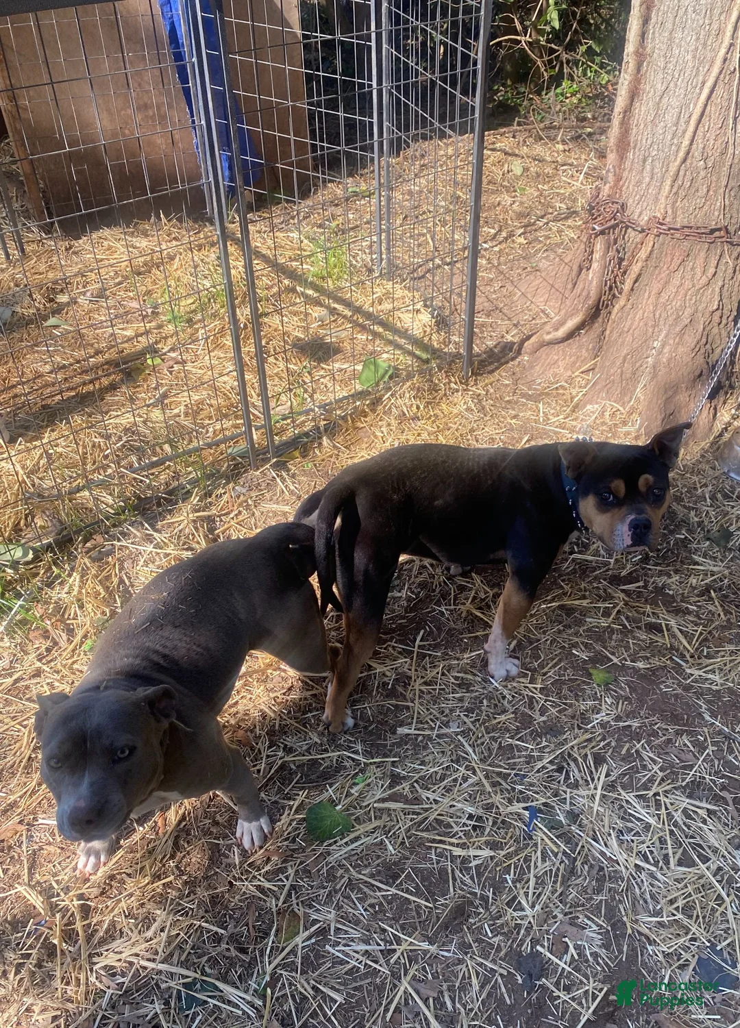 Mixed Breed dogs for sale: Mixed Breed 4 - Ad 4