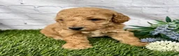 Miniature Poodle dogs for sale: Gunner Miniature Poodle  - Ad 6