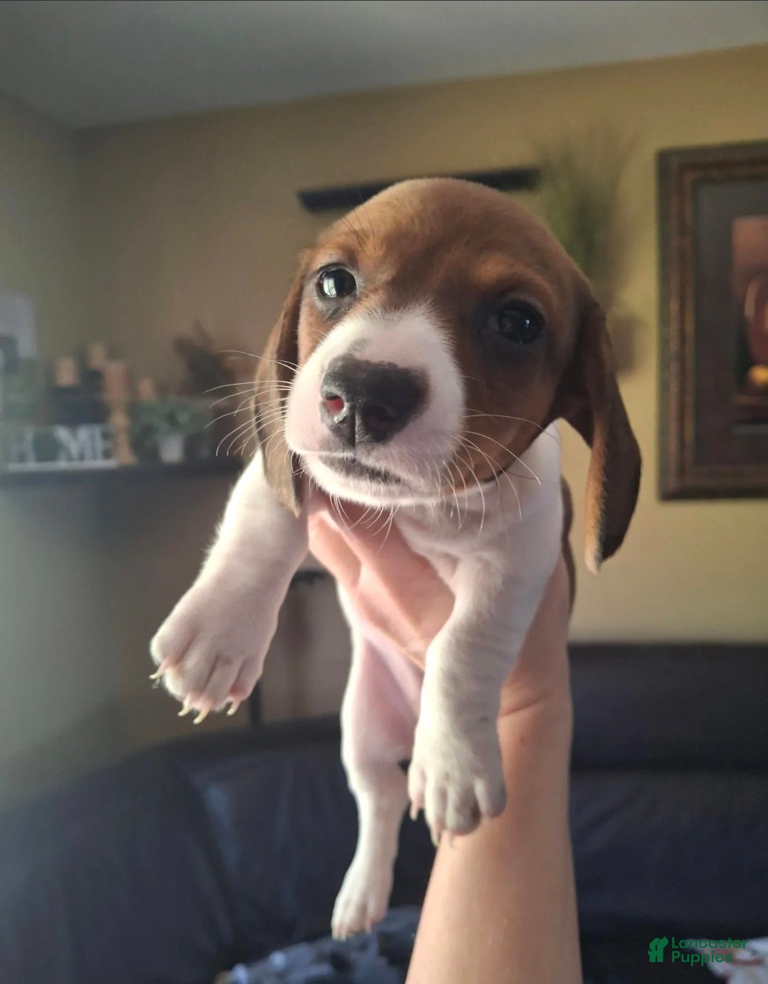 Miniature Dachshund dogs Darla - Ad 2