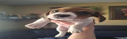 Miniature Dachshund dogs for sale: Darla - Ad 2