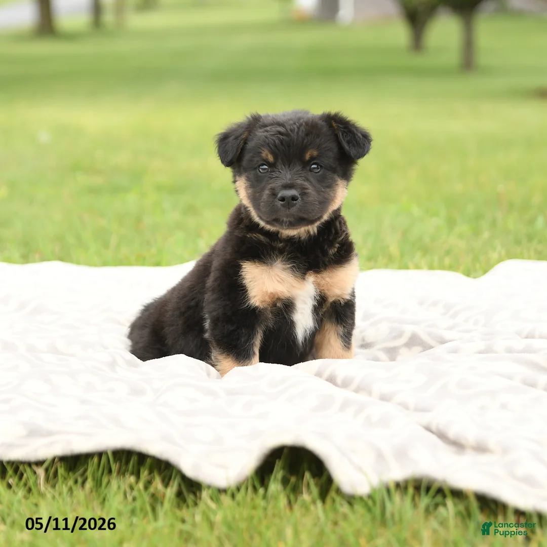 Mixed Breed dogs for sale: Nacho - Ad 1