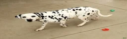Dalmatian dogs for sale: Layla - Ad 10