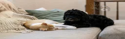Bernedoodle dogs for sale: Acadia - Ad 6