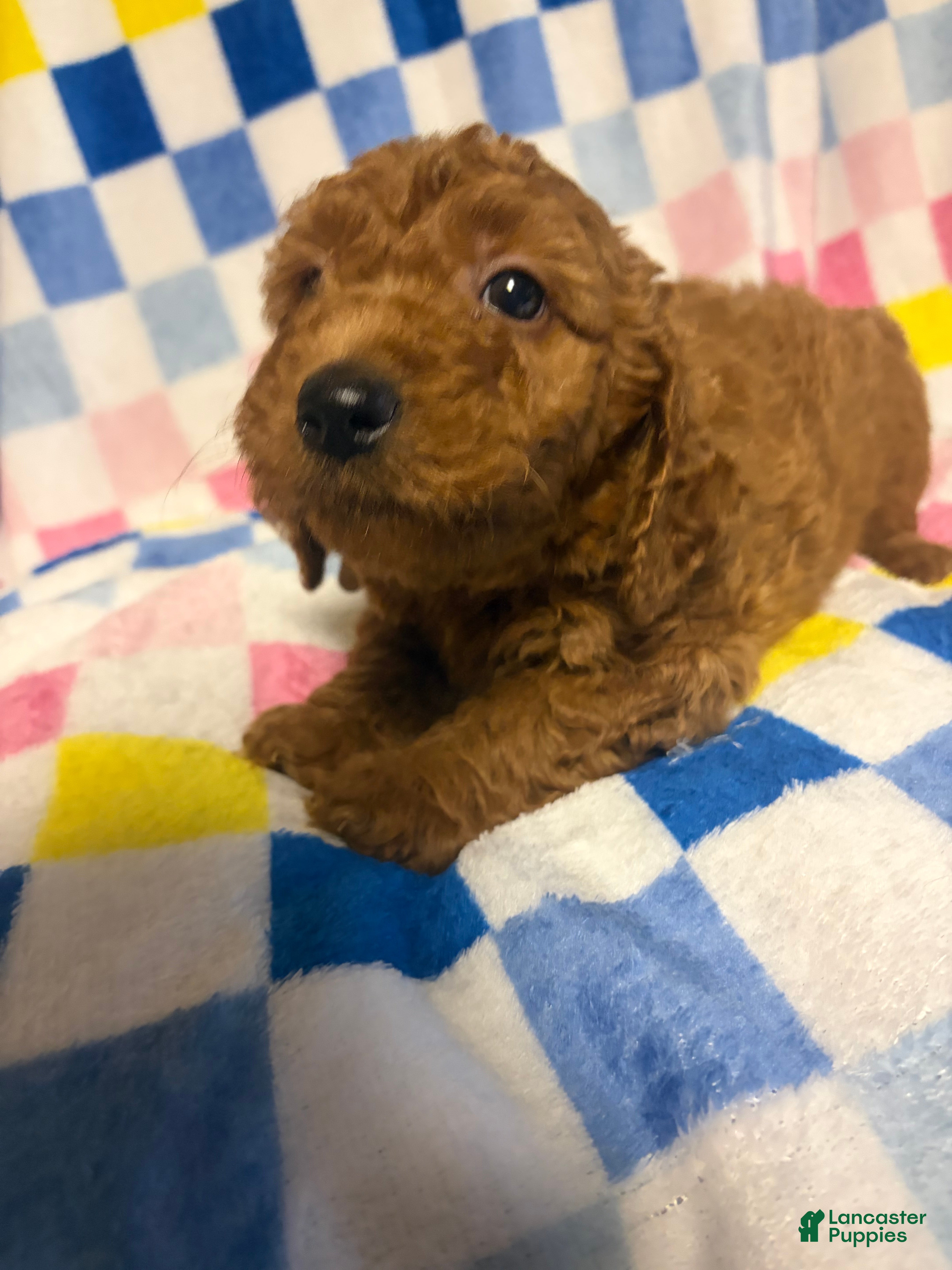 Mini Goldendoodle dogs max - Ad 2