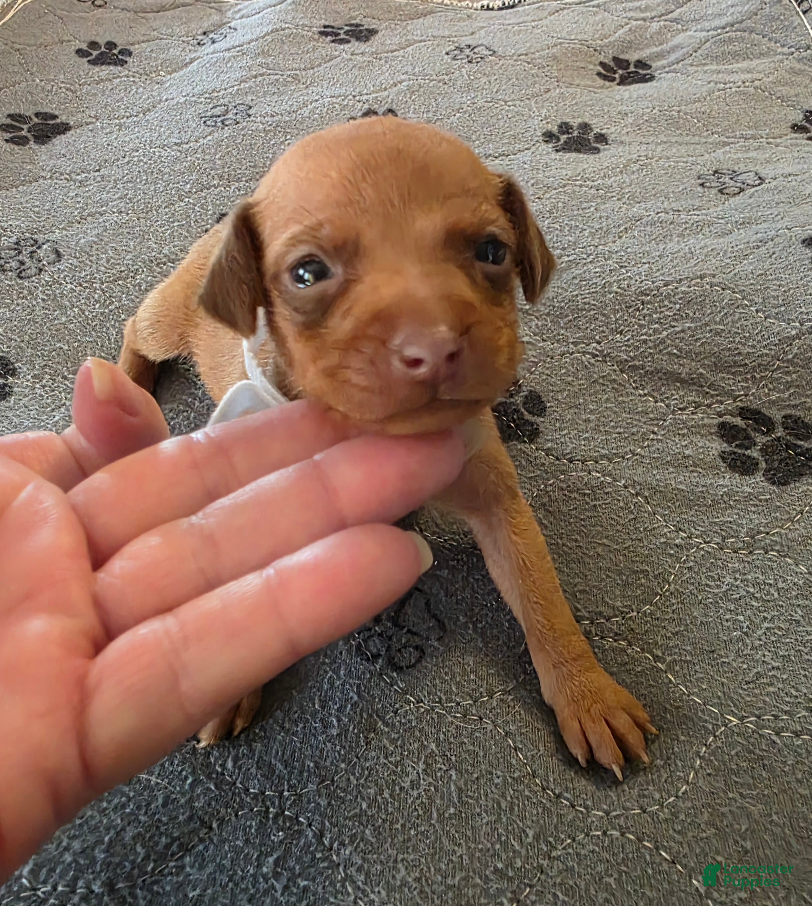 Miniature Pinscher dogs J-white - Ad 1