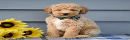 Goldendoodle dogs for sale: Hunter - Ad 7