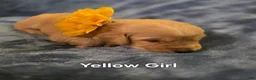 Golden Retriever dogs for sale: Yellow Girl - Ad 3
