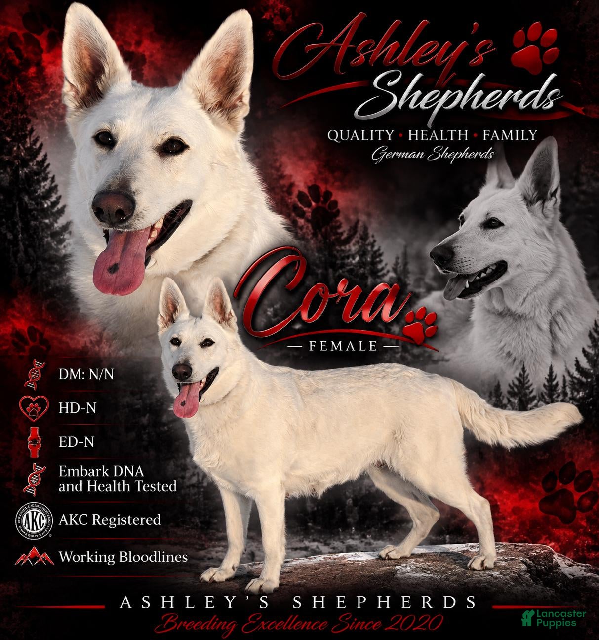 German Shepherd dogs Rocky - Ad 2
