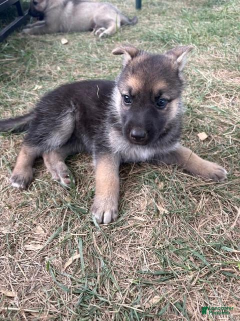 Mixed Breed dogs for sale: Mixed Breed 3 - Ad 5