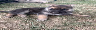 Mixed Breed 3