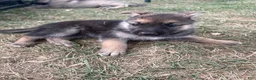 Mixed Breed dogs for sale: Mixed Breed 3 - Ad 1