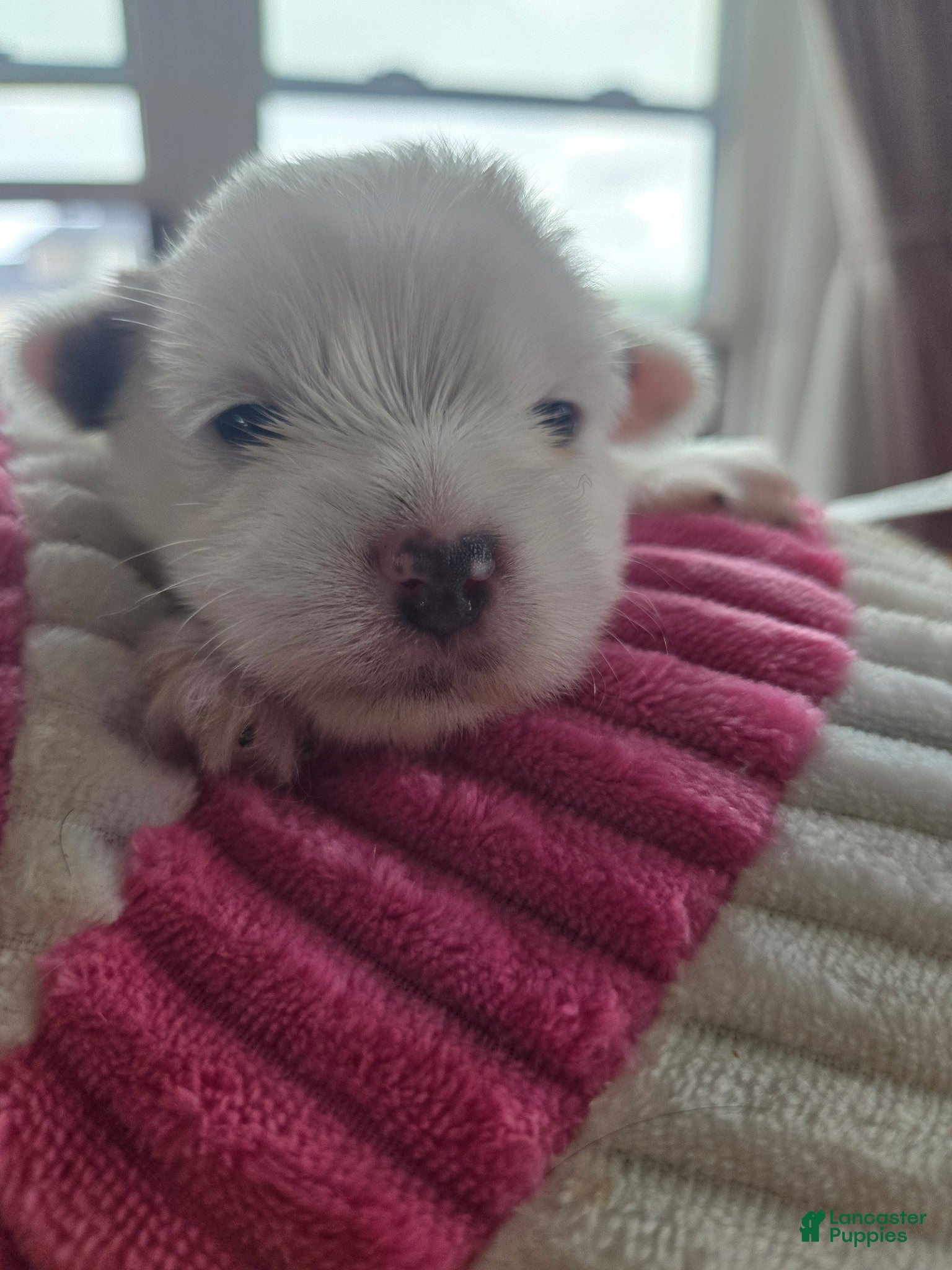 Yorkshire Terrier dogs Snow girl - Ad 2