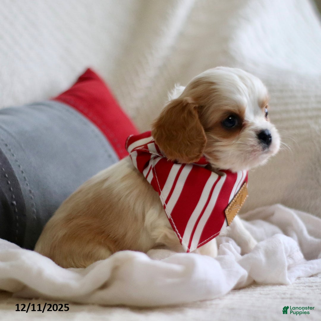 Cavalier King Charles Spaniel dogs for sale: Lennox - Ad 3
