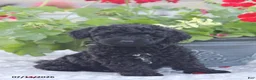 Miniature Poodle dogs for sale: Nevin - Ad 1