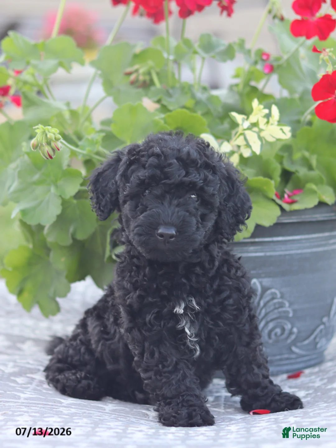 Miniature Poodle dogs for sale: Nevin - Ad 1