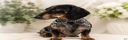 Miniature Dachshund dogs for sale: Javier   2.2lbs on 6/30 - Ad 5