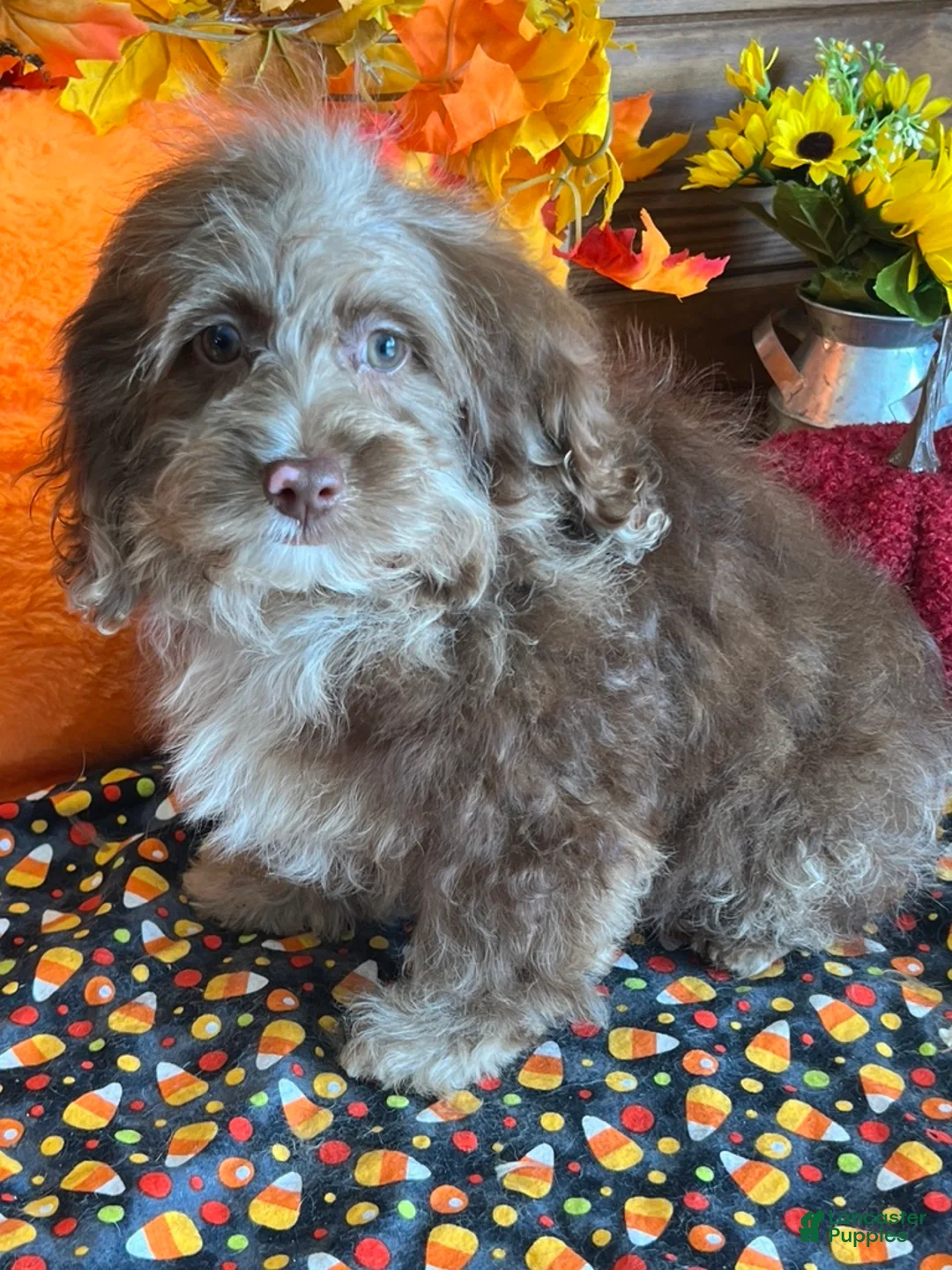 Cockapoo dogs for sale: Corky - Ad 4