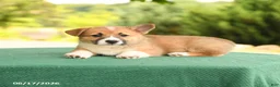 Welsh Corgi Pembroke dogs for sale: Jodi - Ad 4
