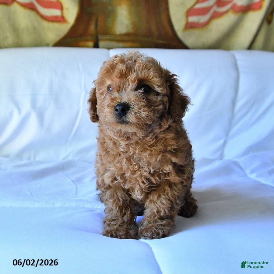 Toy Poodle dogs for sale: Marshall - Ad 5