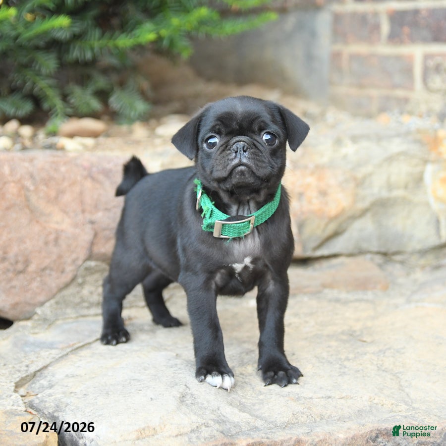 Pug dogs Pedigreen - Ad 1