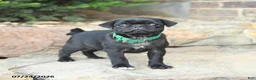 Pug dogs for sale: Pedigreen - Ad 1