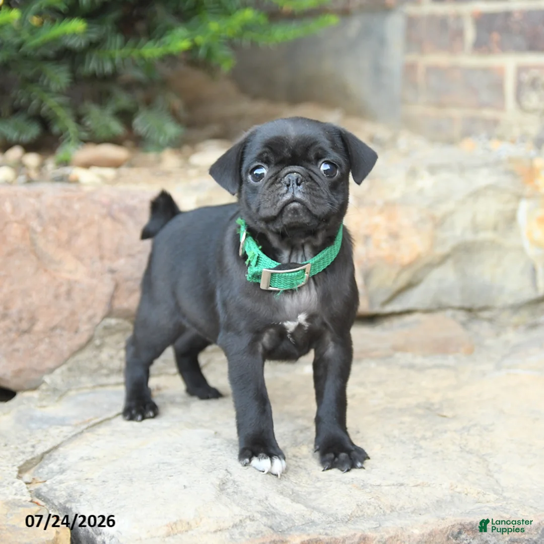Pug dogs for sale: Pedigreen - Ad 1