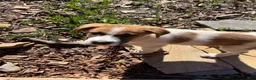 Mixed Breed dogs for sale: Mixed Breed Puppy #9 - Ad 6