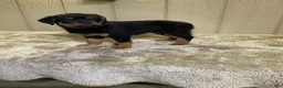 Rottweiler dogs for sale: Rottweiler 4 - Ad 9