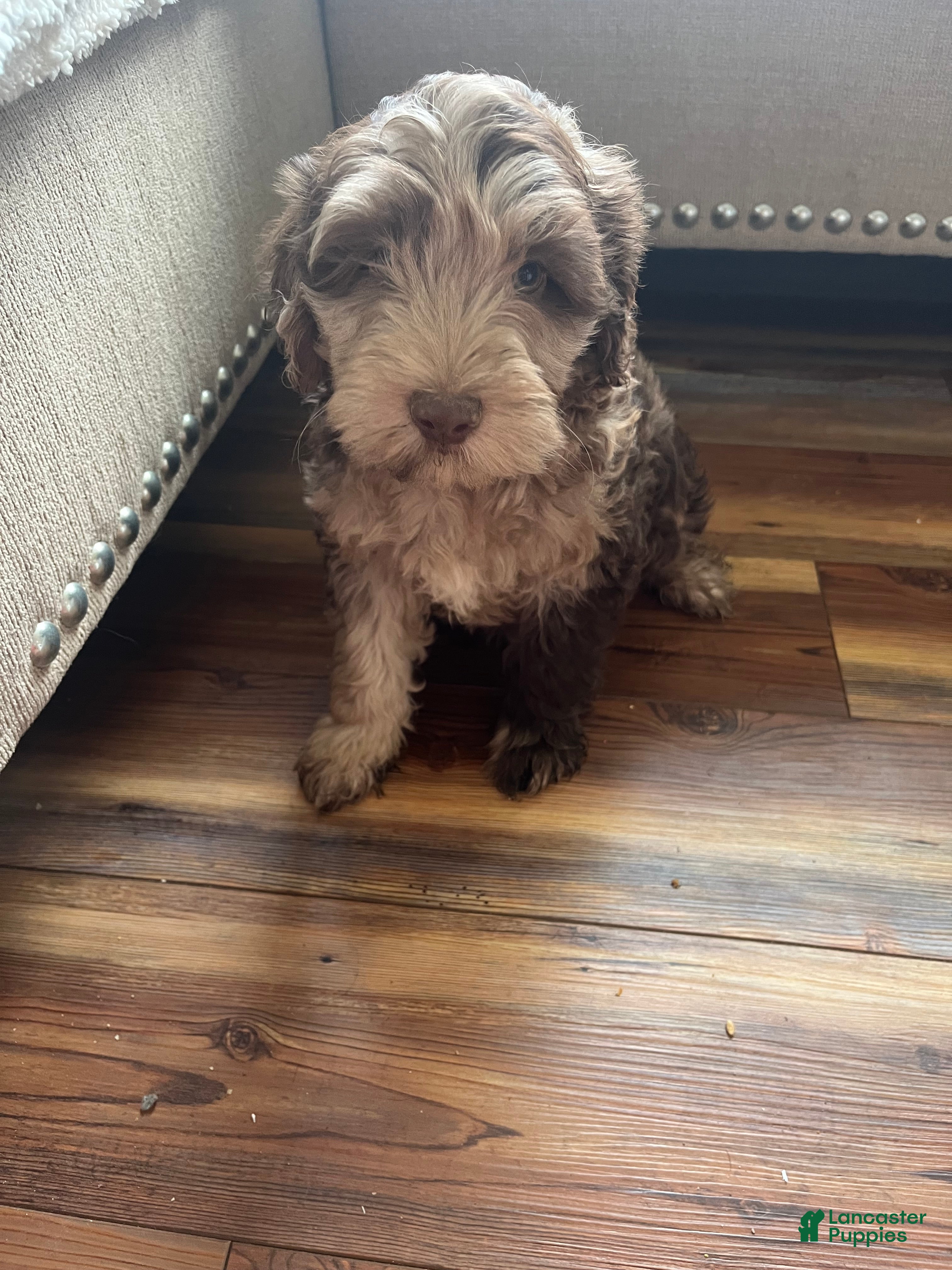 Miniature Labradoodle dogs Merle MALE- Chase - Ad 1