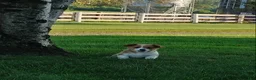 Welsh Corgi Pembroke dogs for sale: Maddie  - Ad 2