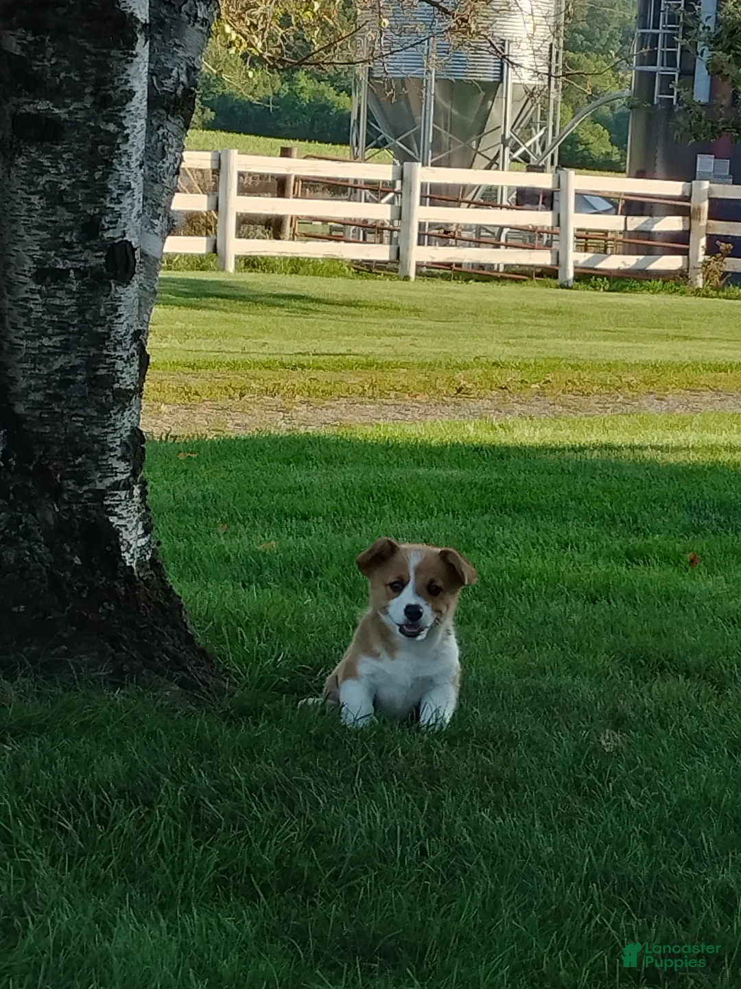 Welsh Corgi Pembroke dogs for sale: Maddie  - Ad 2