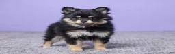 Pomeranian dogs for sale: Kayla - Ad 4
