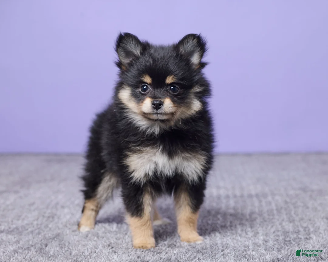Pomeranian dogs for sale: Kayla - Ad 4