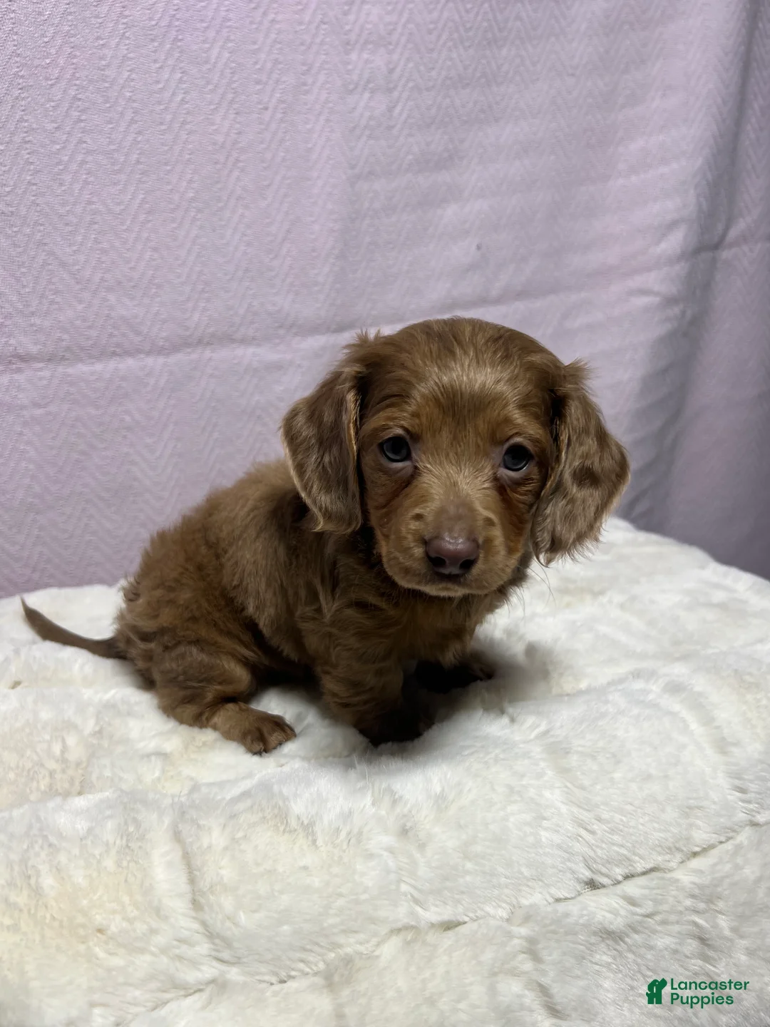 Miniature Dachshund dogs for sale: Miniature Dachshund Puppy 4 - Ad 4